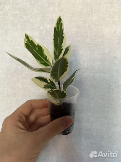 Фикус альбомаргината, фикус керли