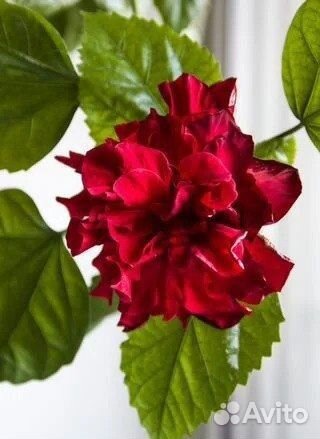 Комнатные растения. Набор