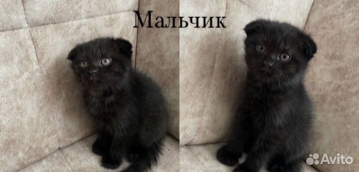 Шотландская