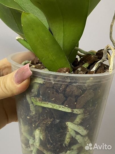 Орхидея фаленопсис редкая коллекционная