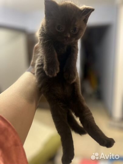 Британские котята