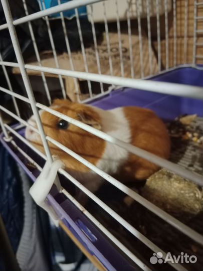 Морская свинка с клеткой