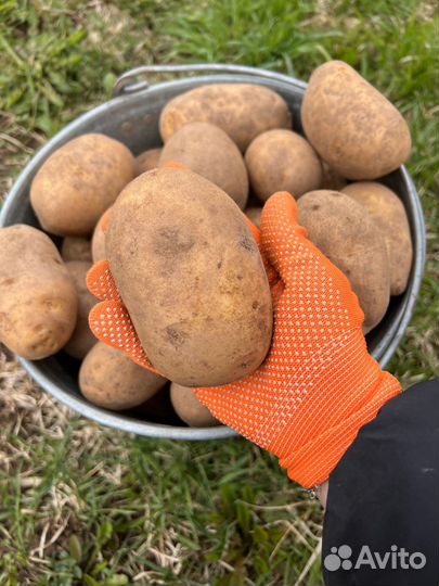 Картофель домашний