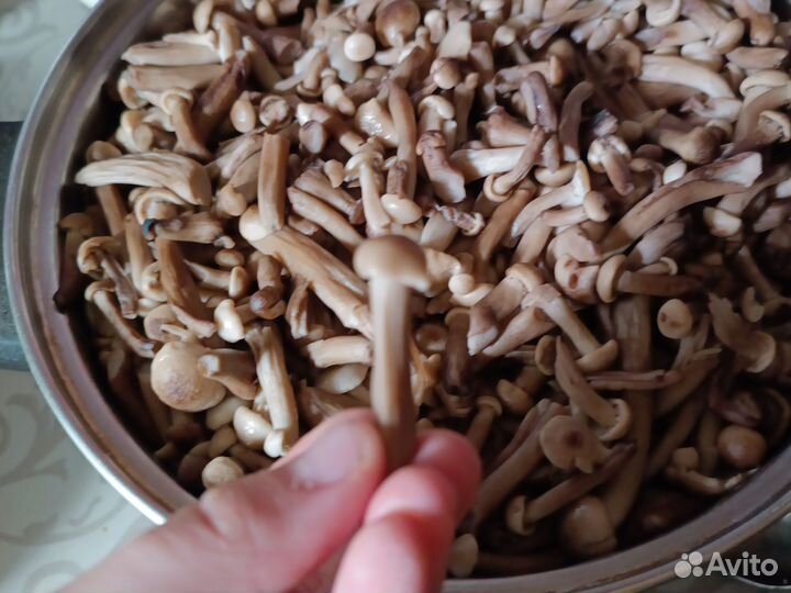 Грибы опята варёные