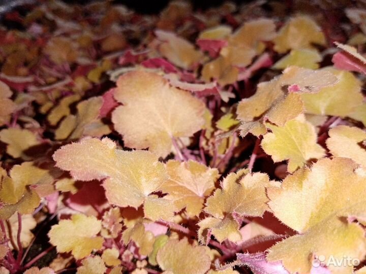 Гейхеры гейхереллы тиареллы в кассете