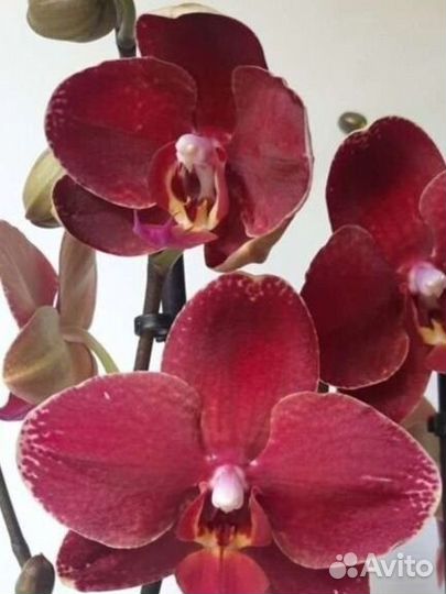 Орхидея фаленопсис Тунис/ Ола