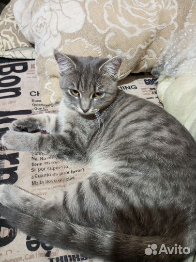 Кошечка 6 месяцев