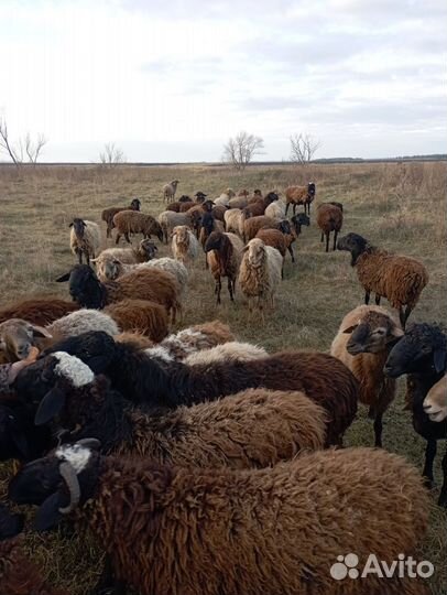 Крс и баранчики