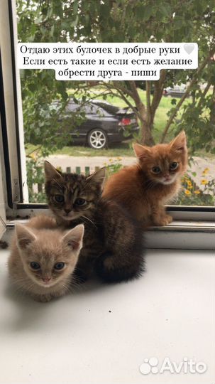 Кошка в дар бесплатно