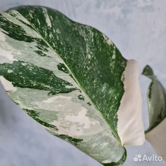 Монстера альба