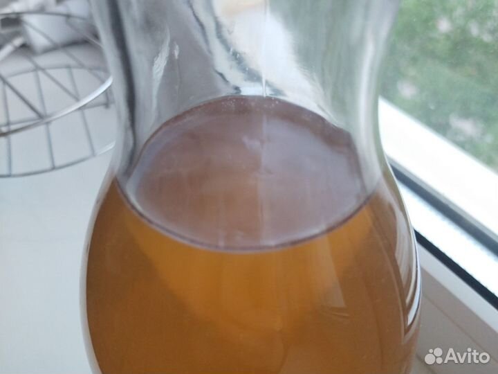 Чайный гриб