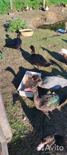 Мускусные утки (индоутки)