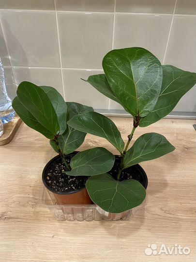 Фикусы (Бенгальский, Лирата)