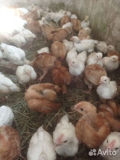 Цыплята несушки ломан браун