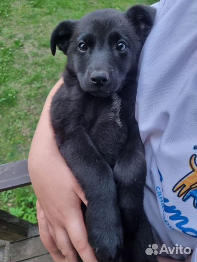 Собака в добрые руки даром