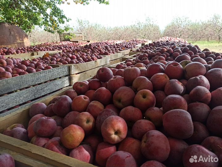 Яблоки сорта 