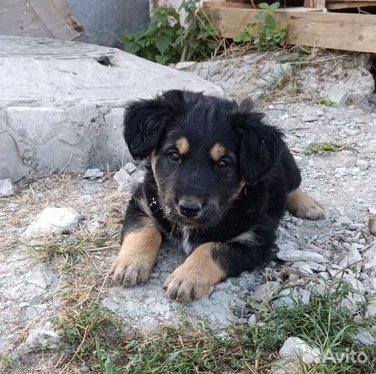 Подбросили щенков