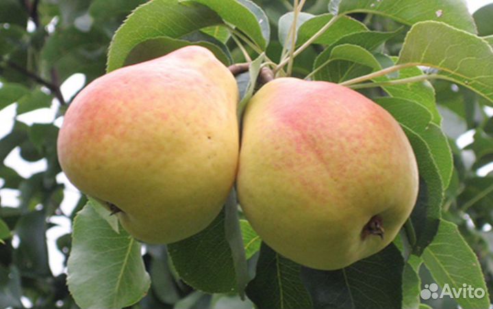 Саженцы яблони и груши