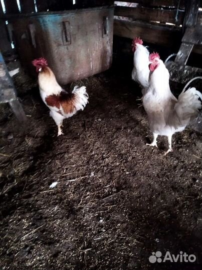 Молодые петухи