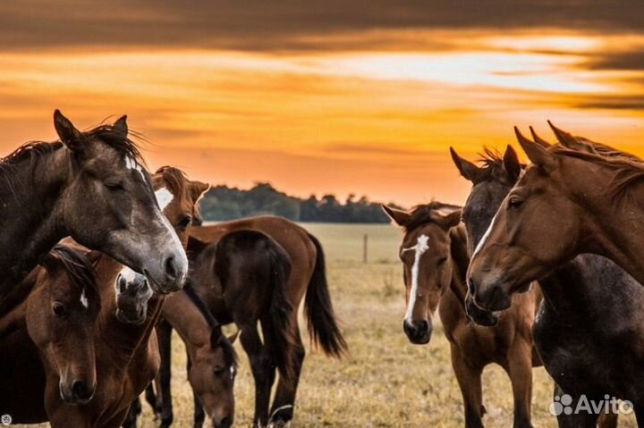 Навоз конский в мешках 75л и 50л с доставкой