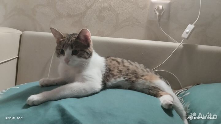 Отдам котенка в добрые руки