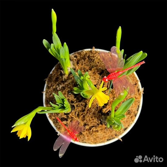 Композиция с первоцветами нарциссами / Первоцветы