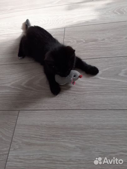 Кошка