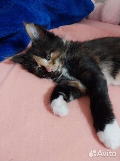 Кошки мейн-кун