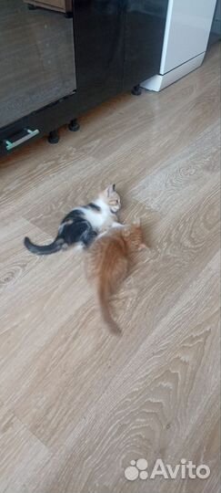 Котята в добрые руки бесплатно