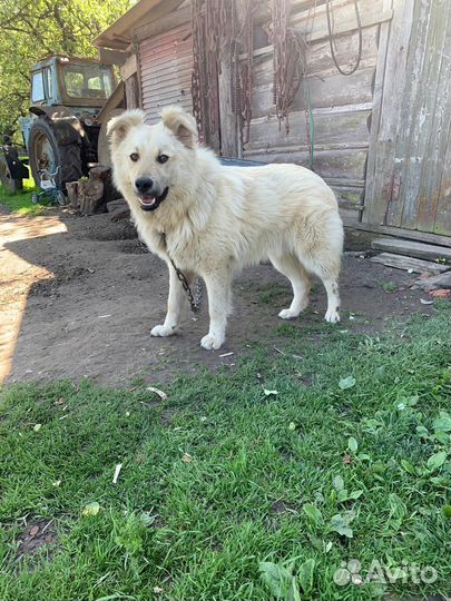 Собака в добрые руки щенок подросток 8 месяцев