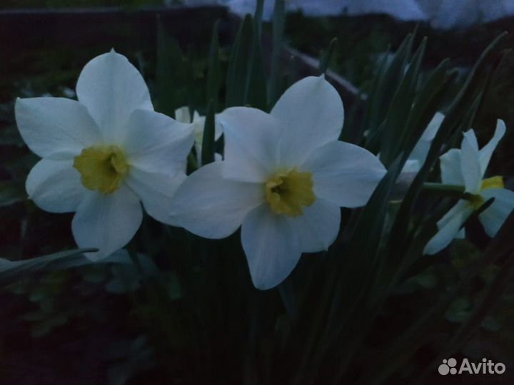 Астра многолетняя, нарциссы