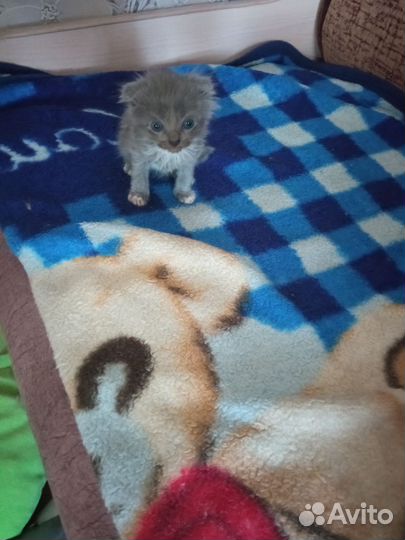 Домашние животные котята