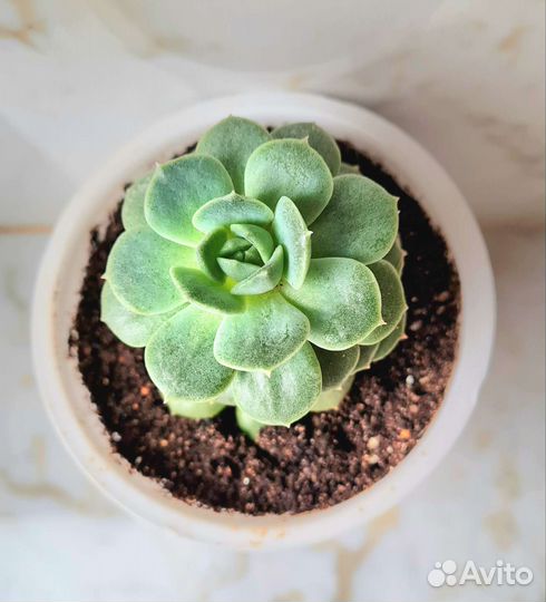 Взрослая крупная Эхеверия Лола