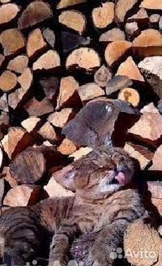 Дрова березовые колотые дрв-2848