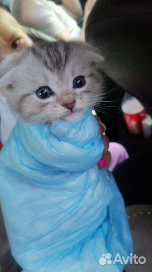 Котёнок
