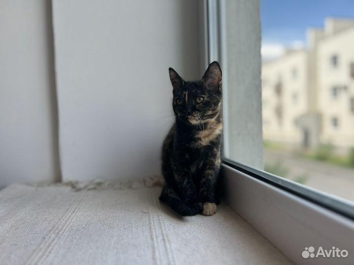 Котята в добрые руки бесплатно