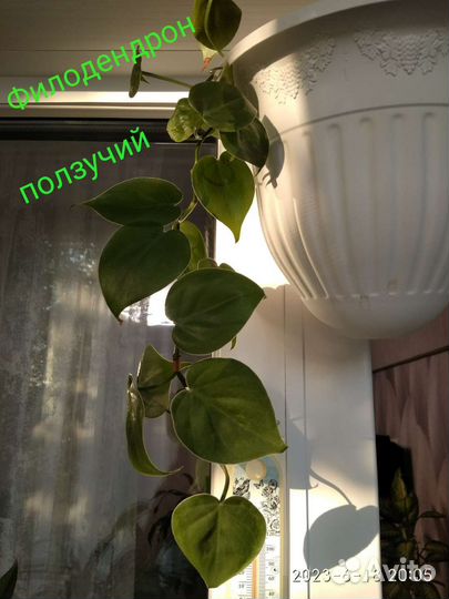 Комнатные цветы