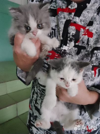 Малышка ищет дом