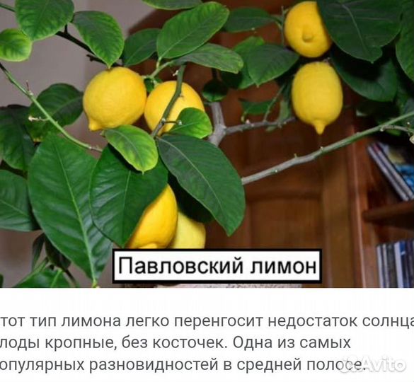 Комнатные растения лимон