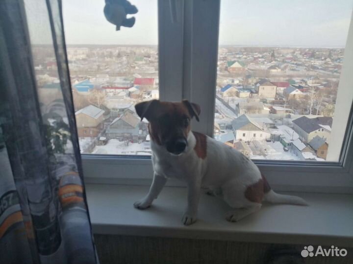 Вязка Джек Рассел терьер