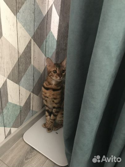 Бенгальская