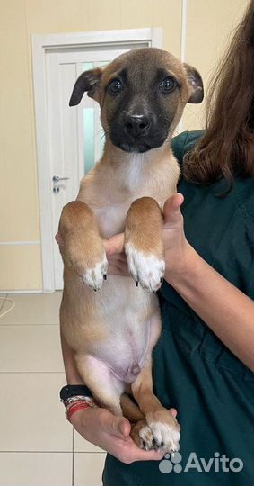 Спасите Бимку