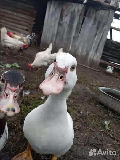 Утка. Индоутка