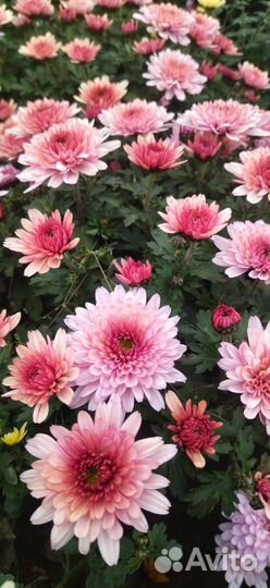 Живые цветы в горшках