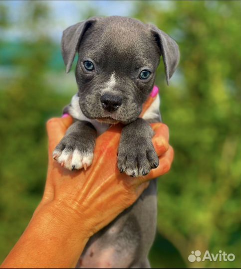 Американский булли покет