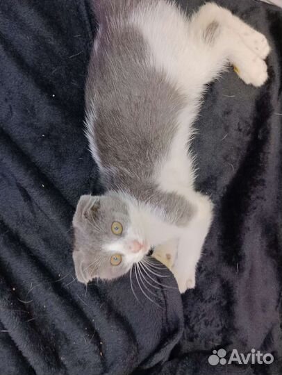 Британская девочка