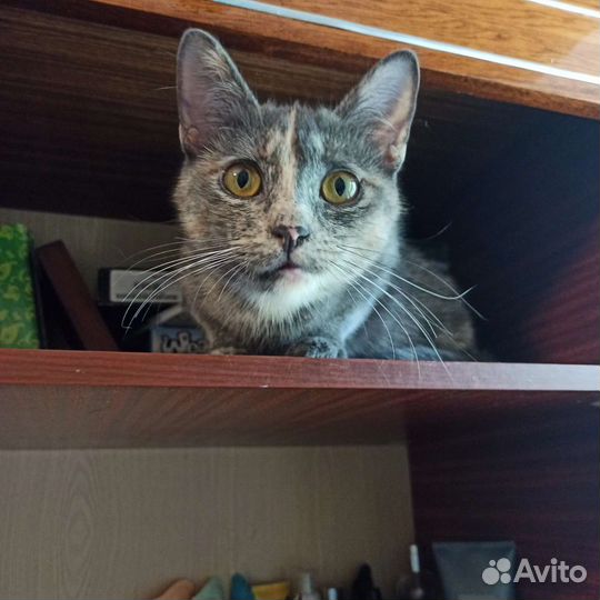 Кошка Мадам