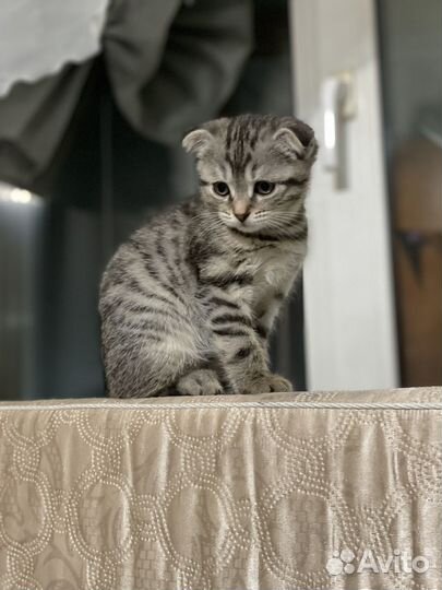 Шотландские вислоухие