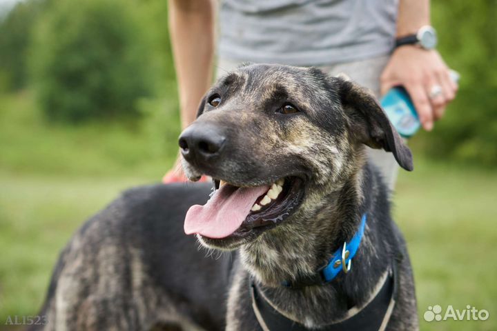 Очень душевный пёс мечтает о доме