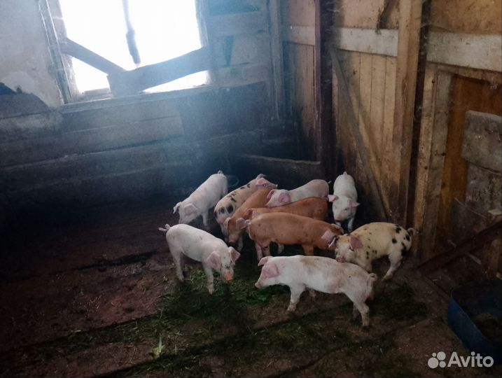 Продам поросят